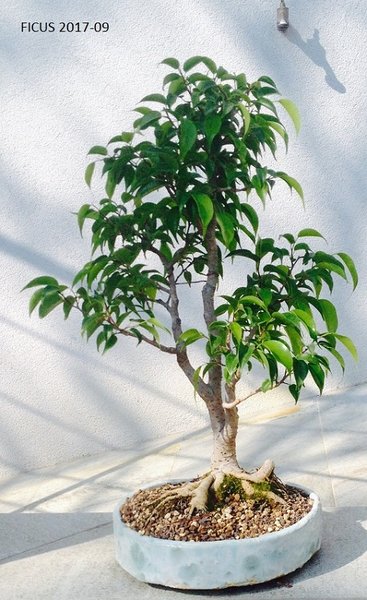 Ficus-1.jpg