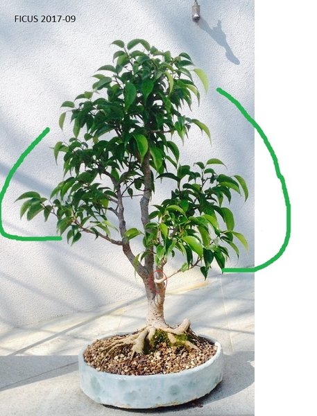 Ficus-3.jpg