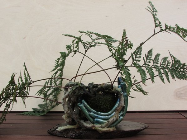 Davallia Bullata