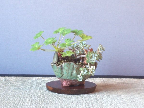 Storchschnabel und Sedum.jpg
