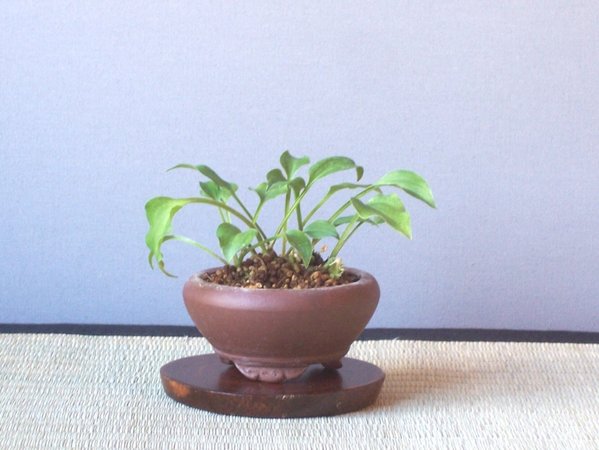 Hosta am 12.09.2017.jpg