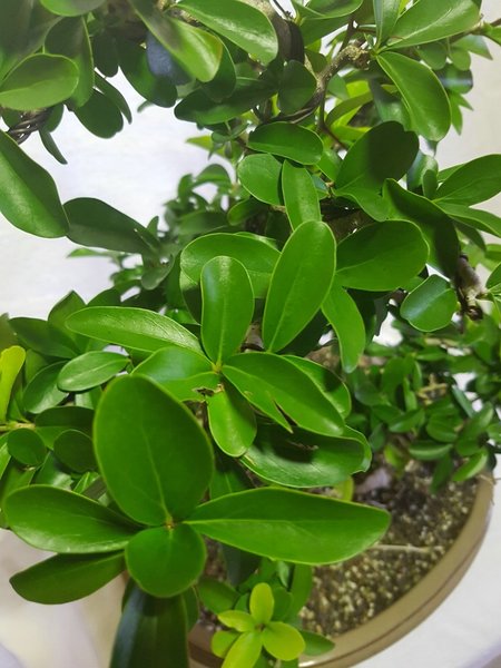 Bonsaicomp20170913_183607.jpg