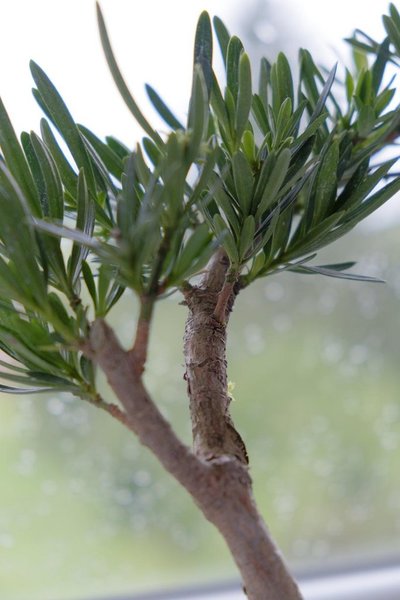 _DSF8145.JPG