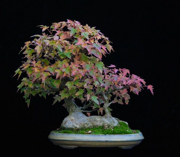 comp_IMG_0311.jpg