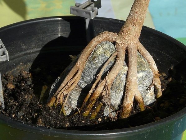 Herbst 2011, Wurzeln im Detail