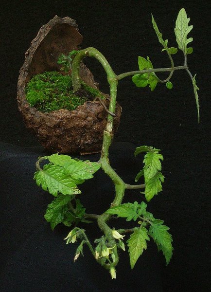 2012-06-29-Minitomate.jpg