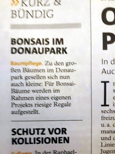 bonsai-im-donaupark.jpg