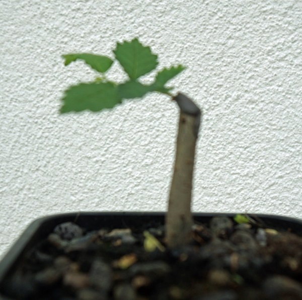 DSC01425_web.jpg