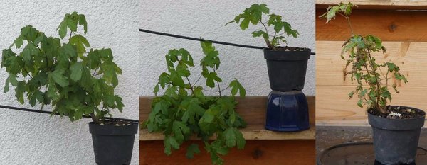 (Links) Anfang Juni 2017 vor dem Schnitt; (Mitte) Anfang Juni 2017 nach dem Schnitt; (Rechts) 18.09.2017