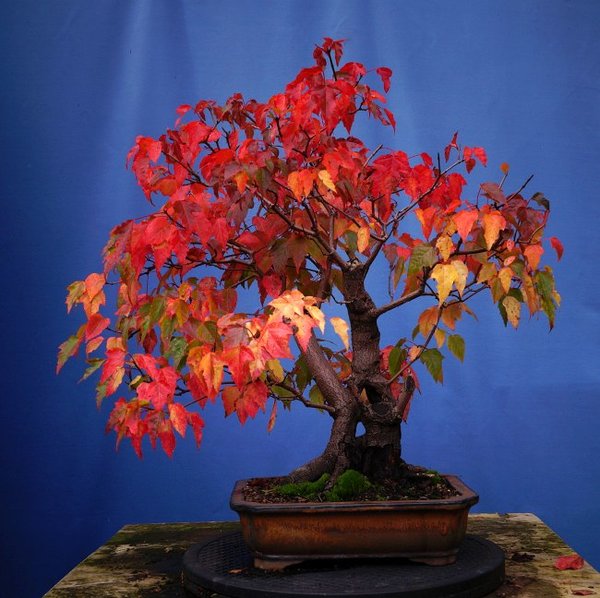045-Sept17-AcerGin.jpg