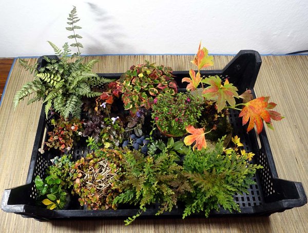 Herbstfarben-Versammlung