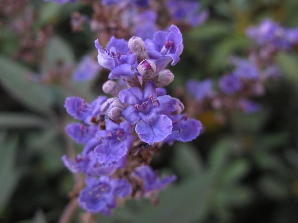 IMG_2203.jpg