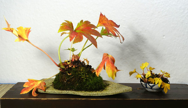 Ahornblatt Mukdenia groß + klein<br />Schalen GrünTon