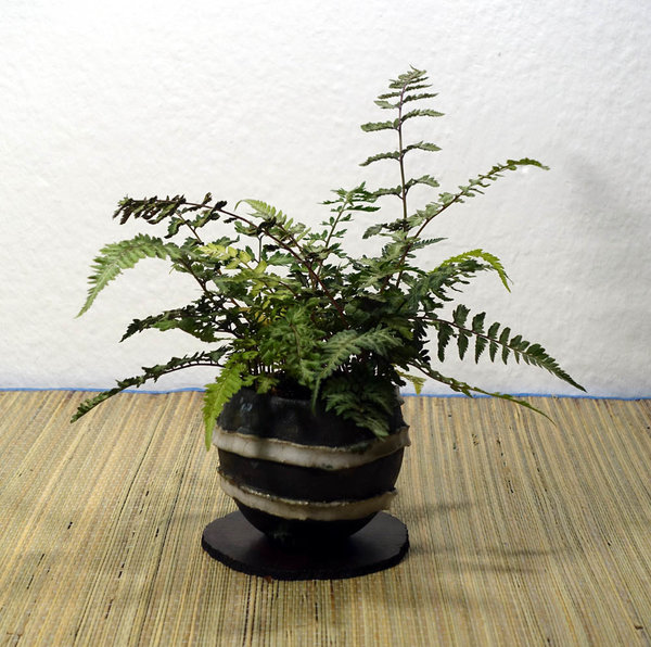 Regenbogenfarn Athyrium niponicum<br />Schale HH