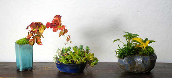 Wilder Wein - Sedum-Mix - Hosta mit Milzkraut und Mini-Kalmus