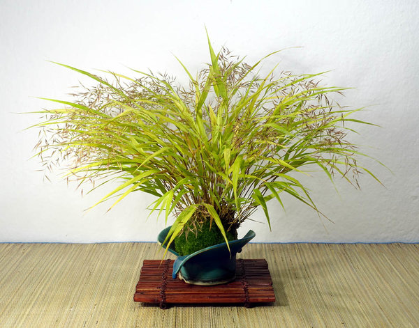 Japan-Waldgras Hakonechloa macra 'All Gold' - jetzt mit Ähren<br />Schale HH