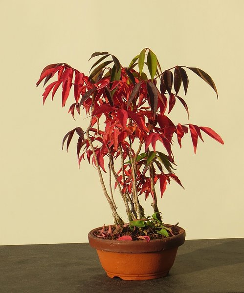 Rhus.jpg