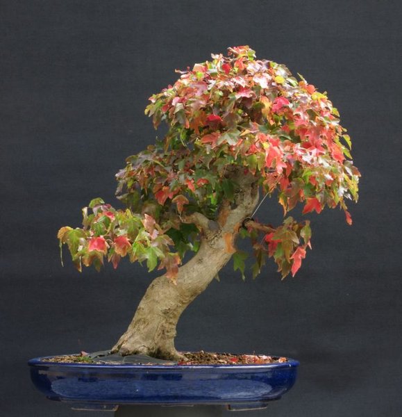 Acer buergerianum, Herbst