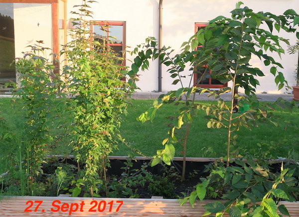 27.09.2017 fast 150 cm Höhe in 4 Monaten erreicht