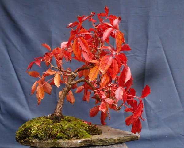 Herbstliche Pracht