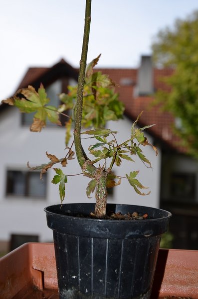 2016, Oktober