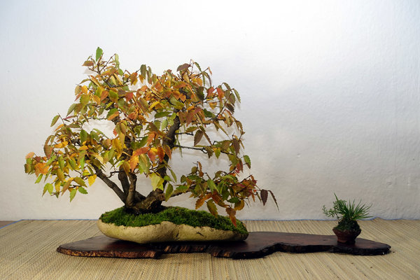 Zelkova serrata