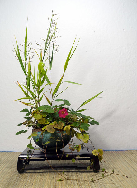 Japan-Waldgras mit rosa Erdbeere und Tasmanischem Veilchen<br />Schale HH