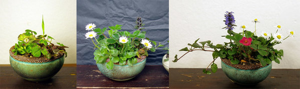 Pflanzung im März 2015 mit Günsel, Gänseblümchen, Tasmanischem Veilchen und rosa Erdbeere; <br />dann April und Mai 2015