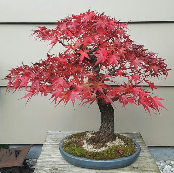 Acer_Arakawa.jpg