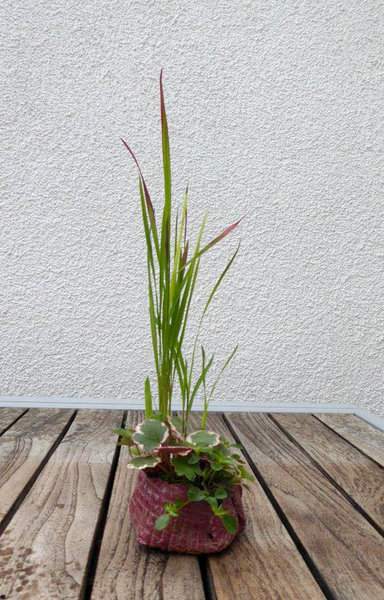 Kusamono mit Japan-Blutgras ...