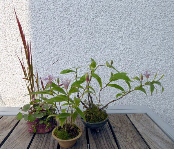 ...das allmählich seine Farbe anlegt