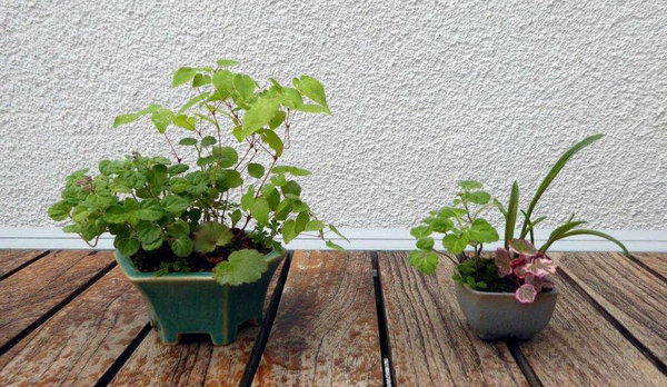 Mischpflanzungen mit Scudelaria, Epimedium, Saxifraga - und Scudelaria, Ledebouria und Sax. 'Tricolor'