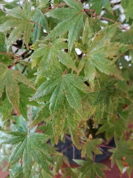 acer palmatum laub.jpg