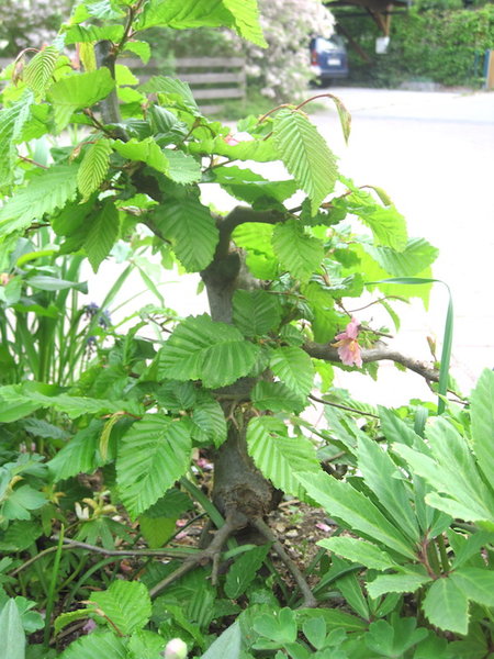 April 2011 im Garten