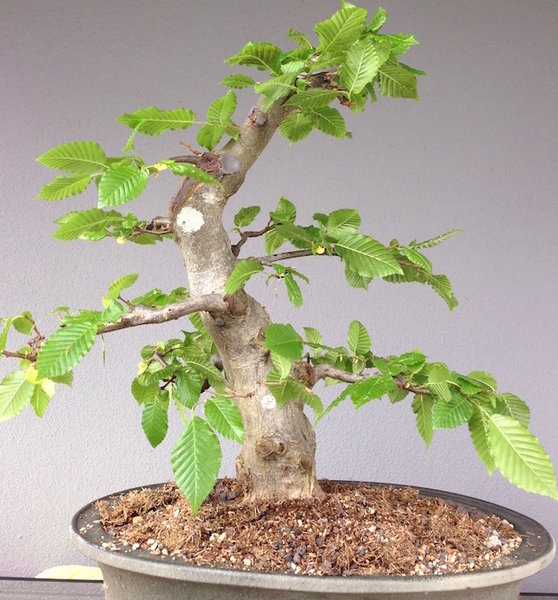 2013-05-25_HB3.JPG