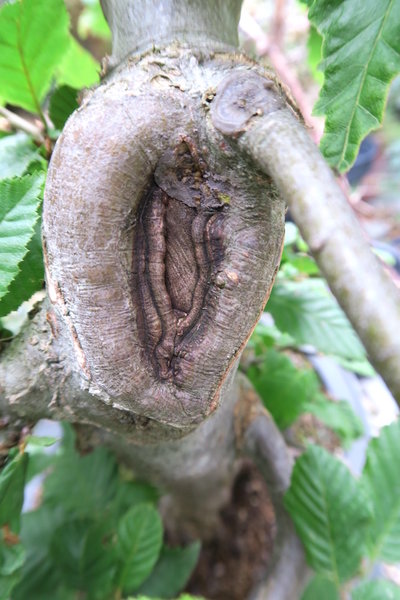 große Schnittstelle an der Rückseite