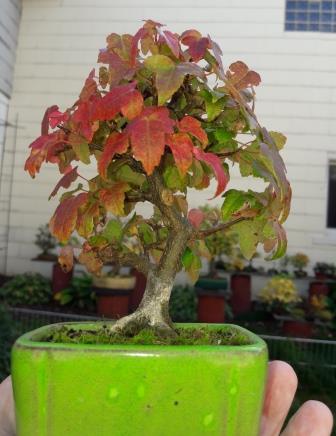 Dreispitzherbst.jpg