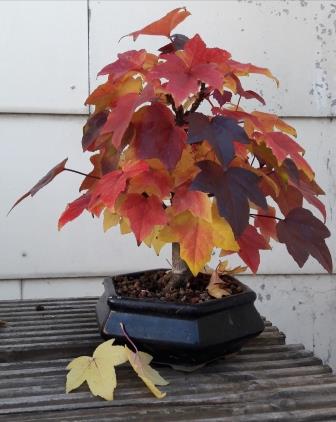 Amberherbst.jpg