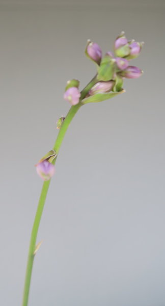 Hostablüte