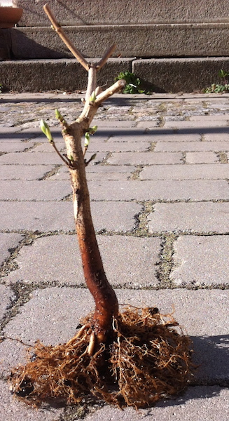 Maerz_2017_2903_kl.jpg