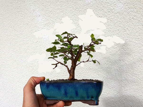 geplanter Schnitt
