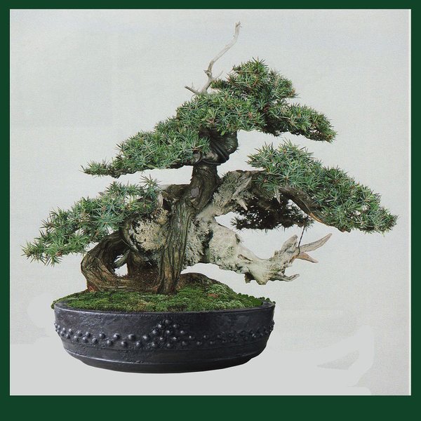 k-black series 3 mit Bonsai fertig.jpg