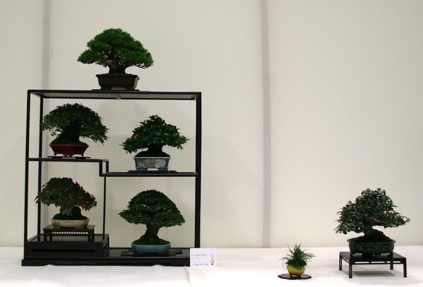 Gewinner: Best in Show, Best Shohin Display und Best Shohin