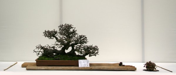 IMG_3470.jpg