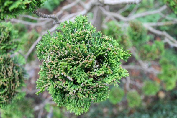 IMG_8866.JPG