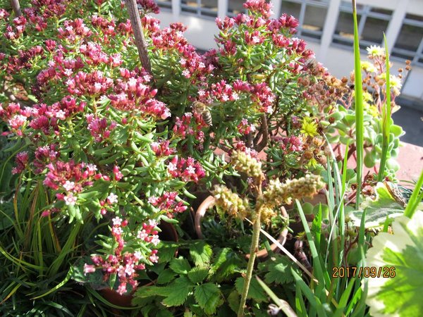 Crassula sarcocaulis mit Bienenbesuch, obwohl sie eigentlich von Fliegen besucht wird