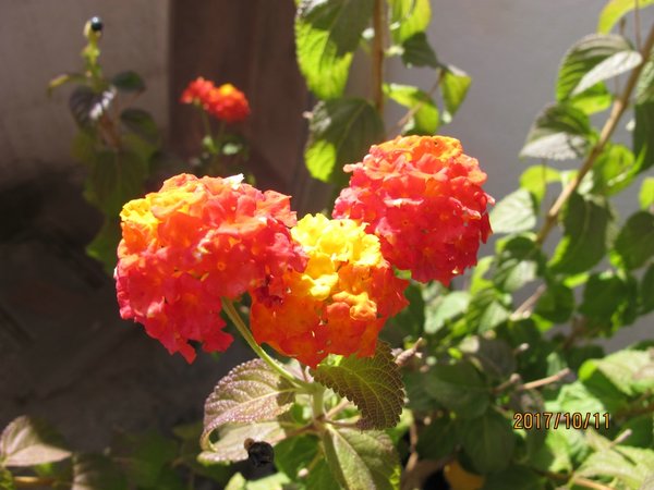 Lantane