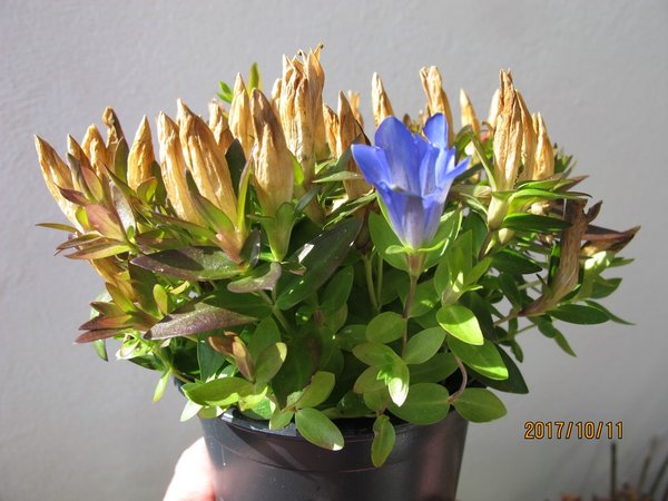 Enzian - die letzte Blüte