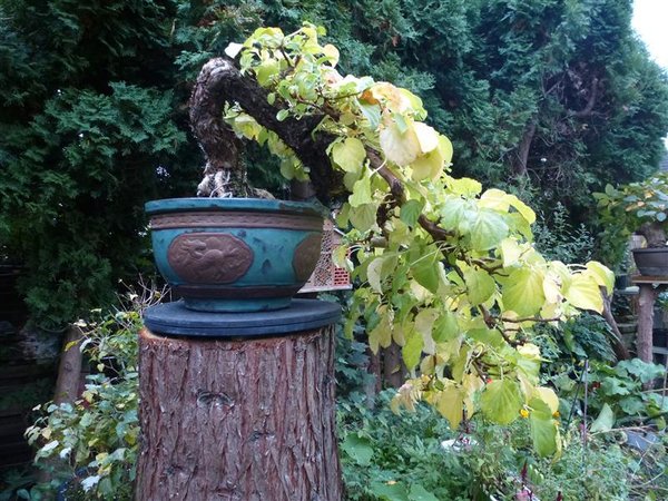 Hortensie ... die aus der Betonbox