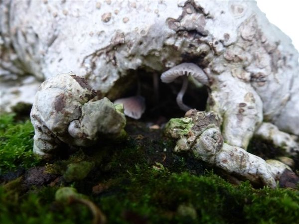Pilze in der Höhle